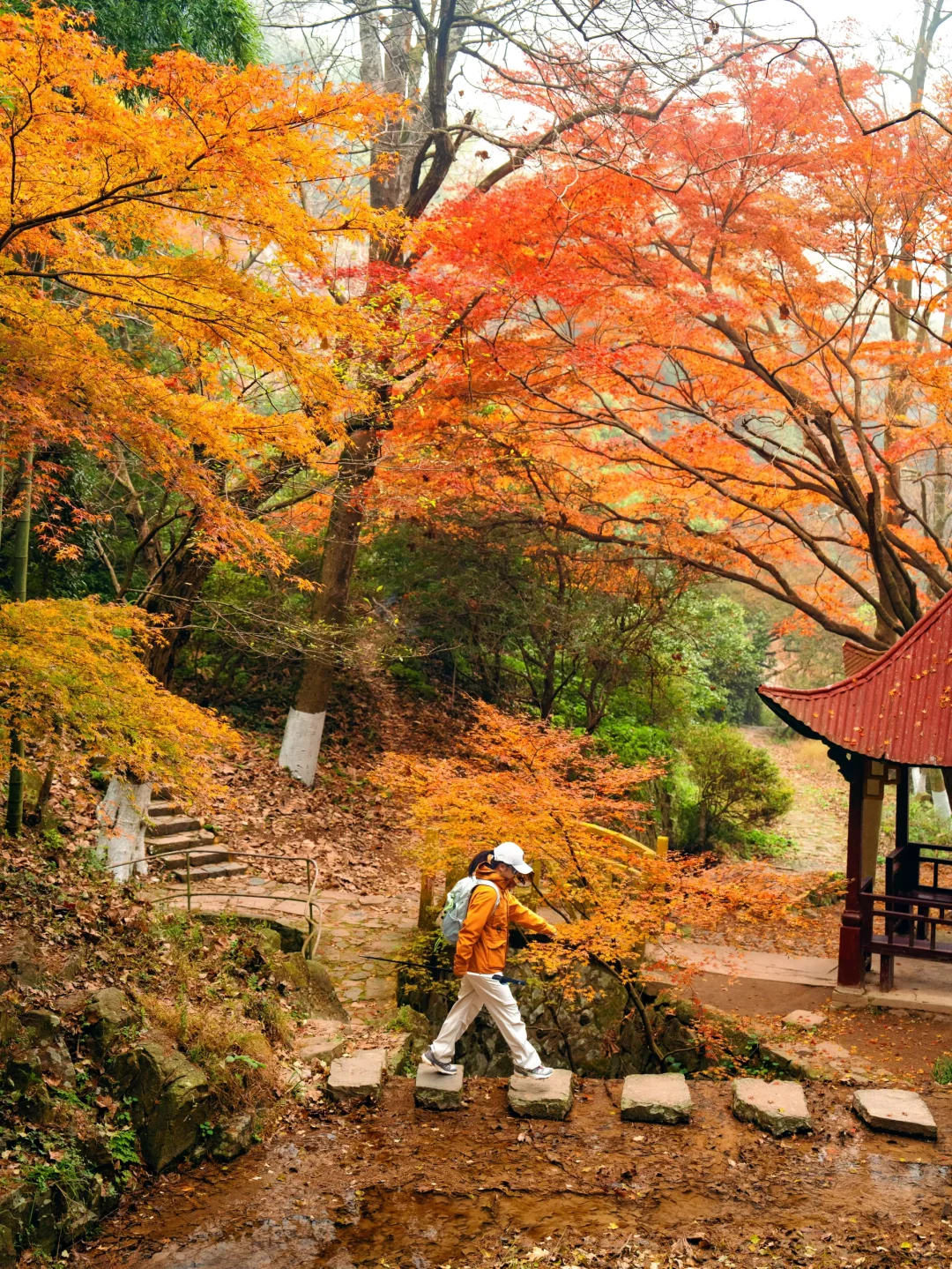 2025.11.20|莫干山的秋天红枫🍁杀疯了‼️