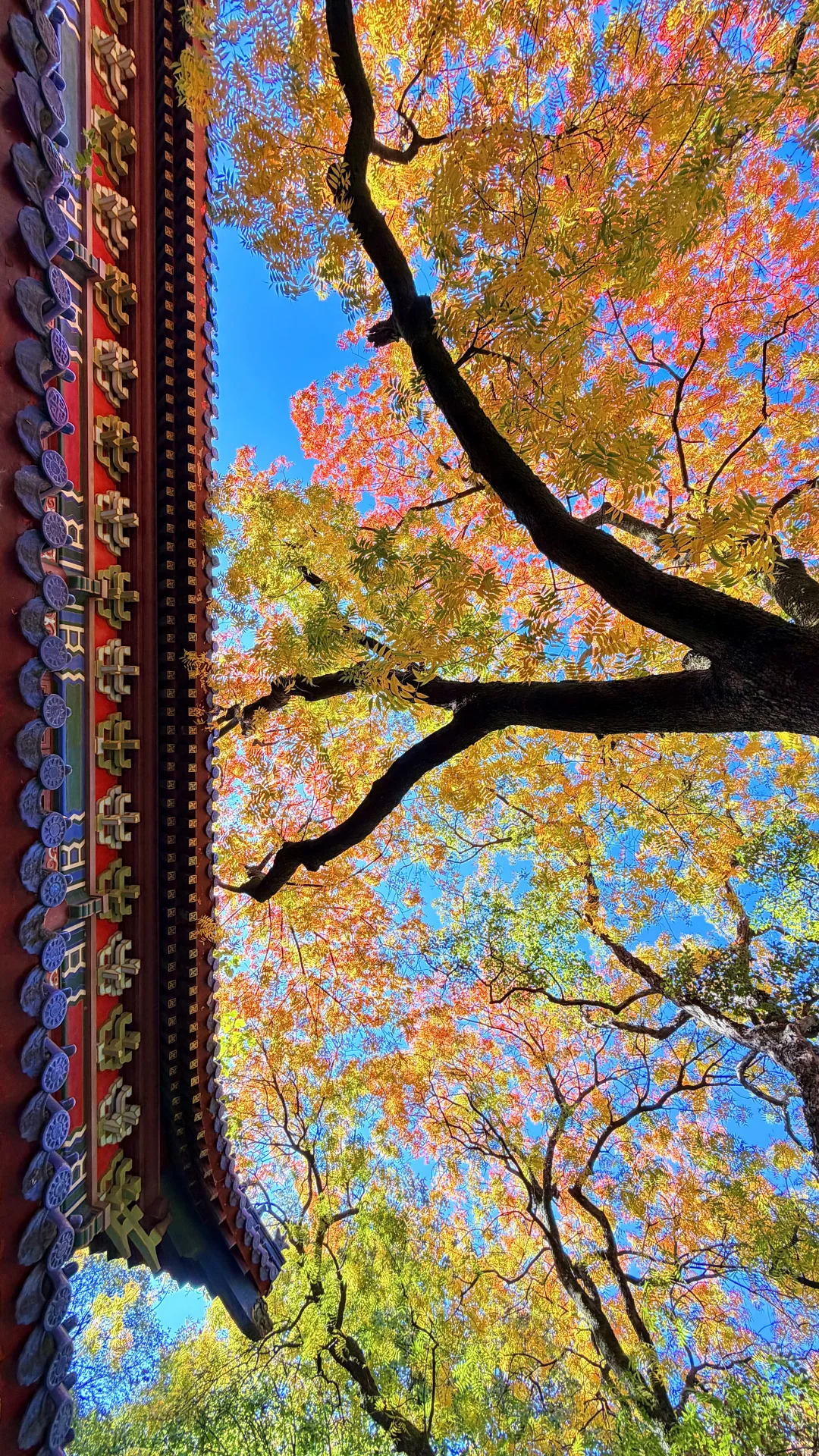 南京灵谷寺，苦等一年，终于看到了彩虹树！！！！