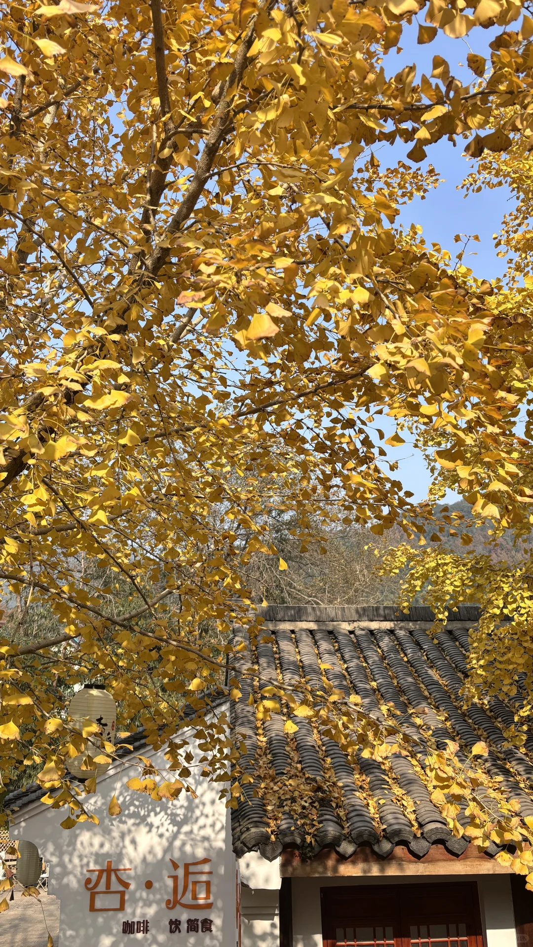 长兴八都岕十里银杏长廊去之前觉得一般