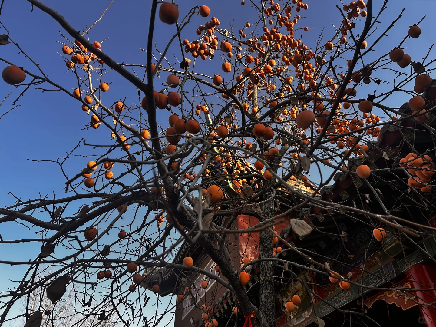 邯郸广府古城一日游