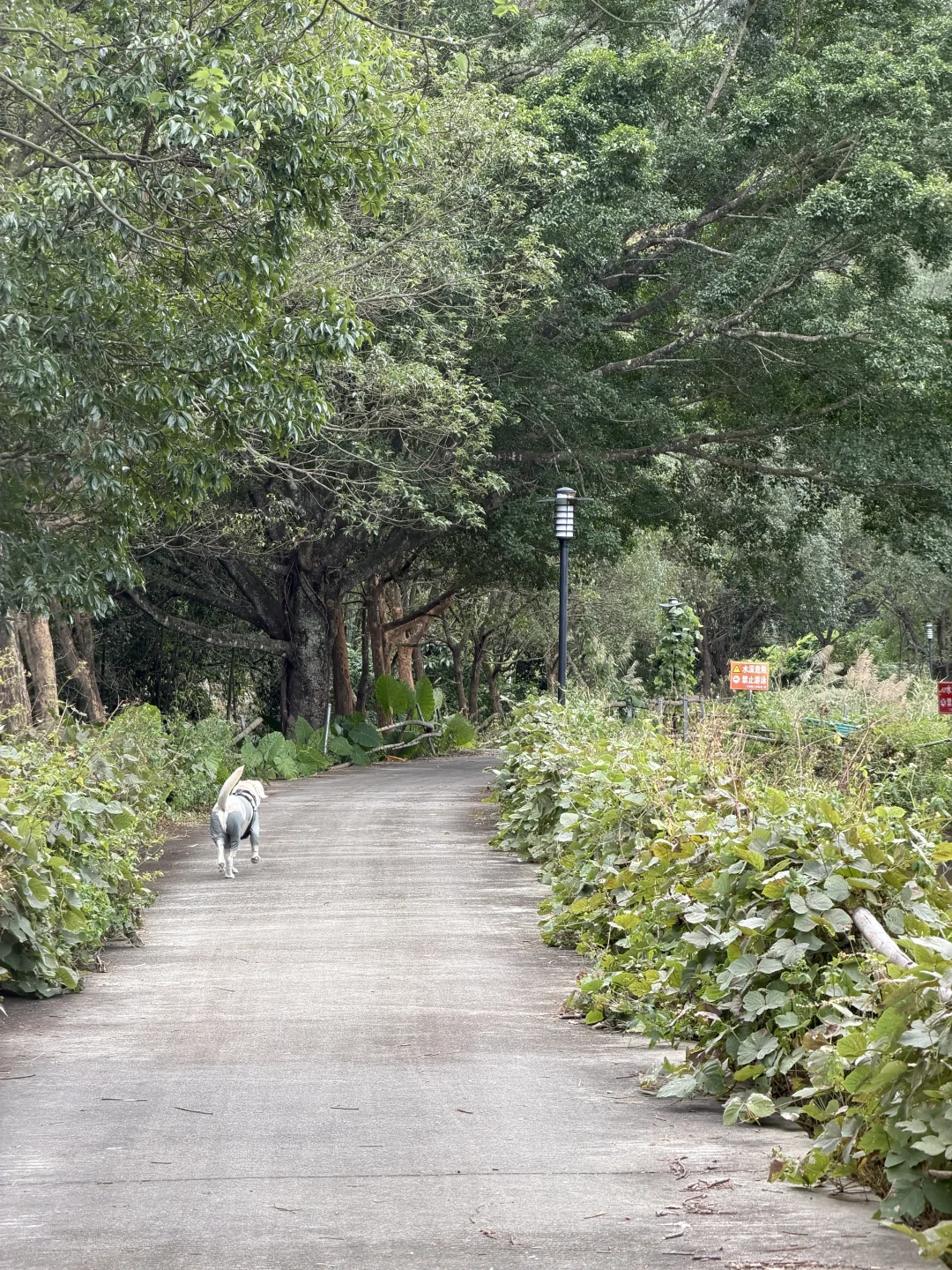 你问我厦门同安遛狗有多爽？ 如图所示！！