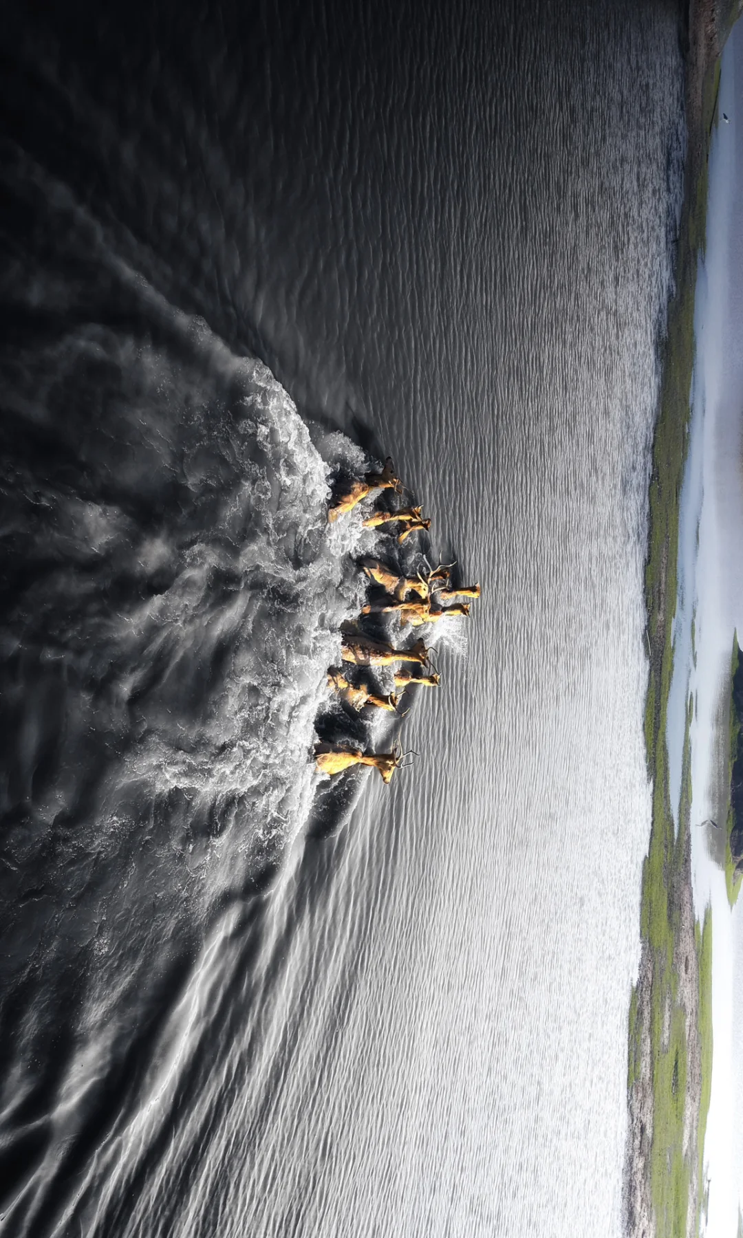 周末去了趟盐城，朋友都以为去了肯尼亚