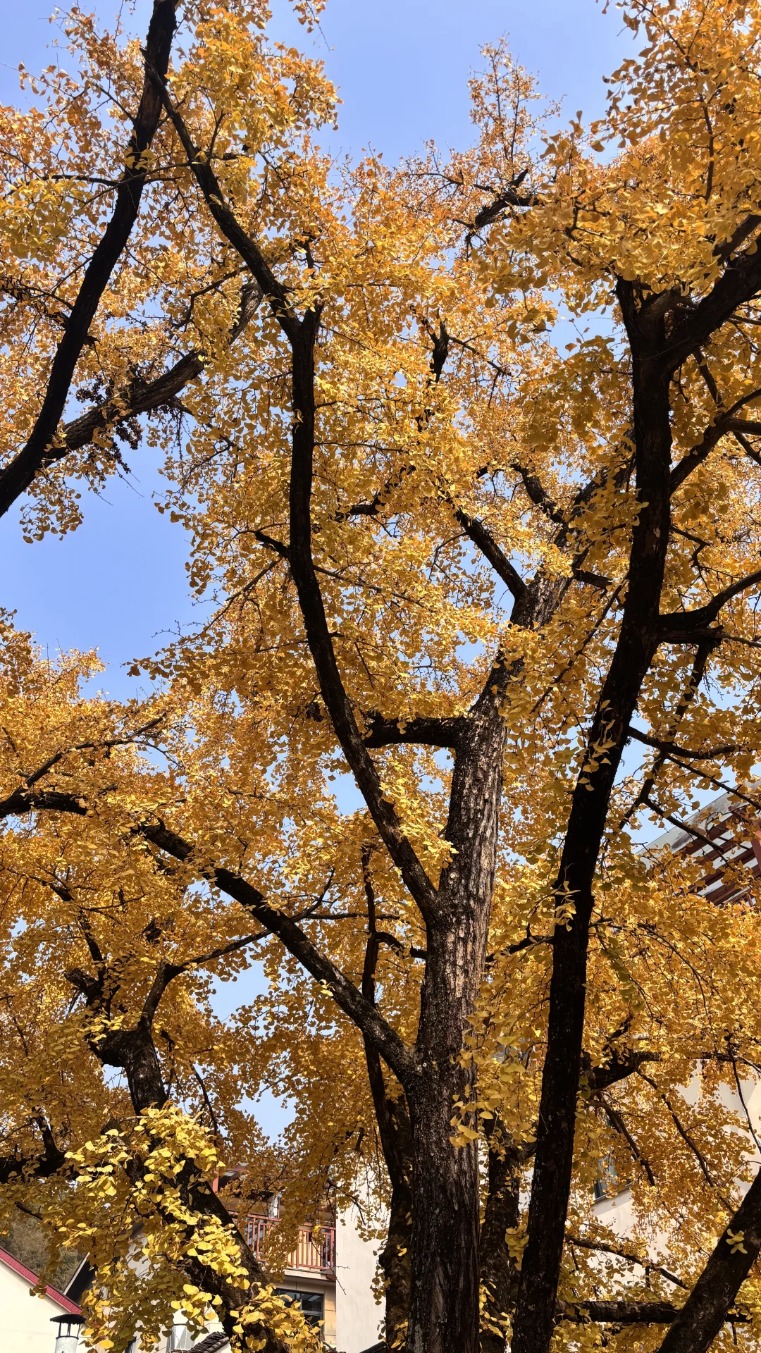 长兴八都岕十里银杏长廊去之前觉得一般