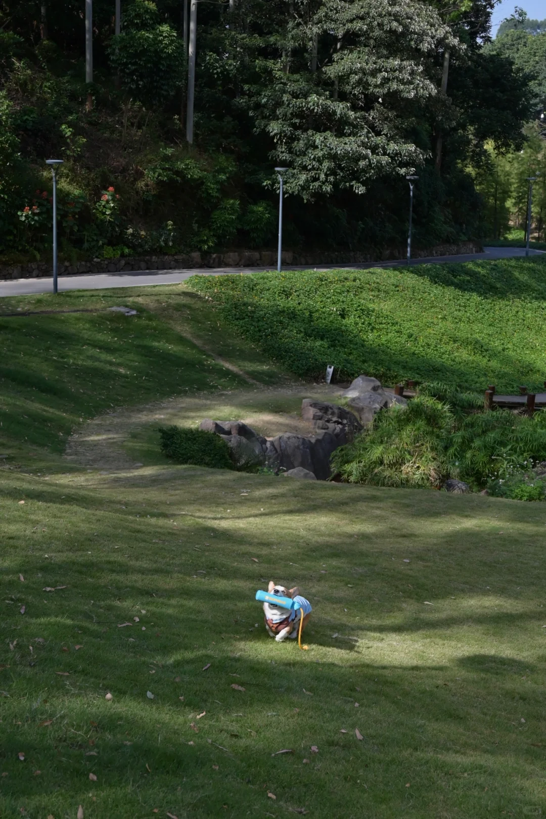 广州从化｜天人山水｜周末遛狗