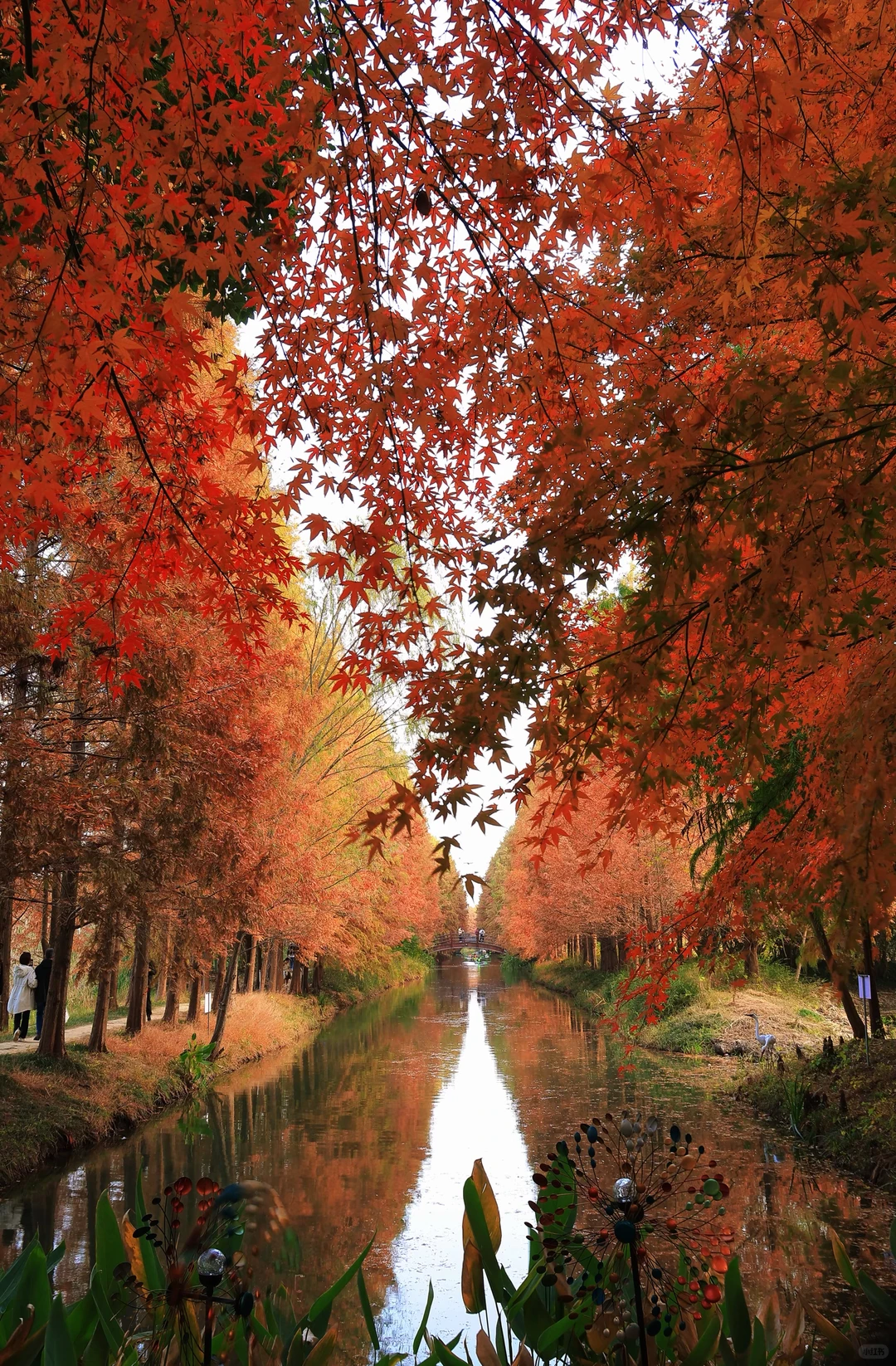 虎丘湿地公园|封神的水杉与红枫🍁,附全攻略