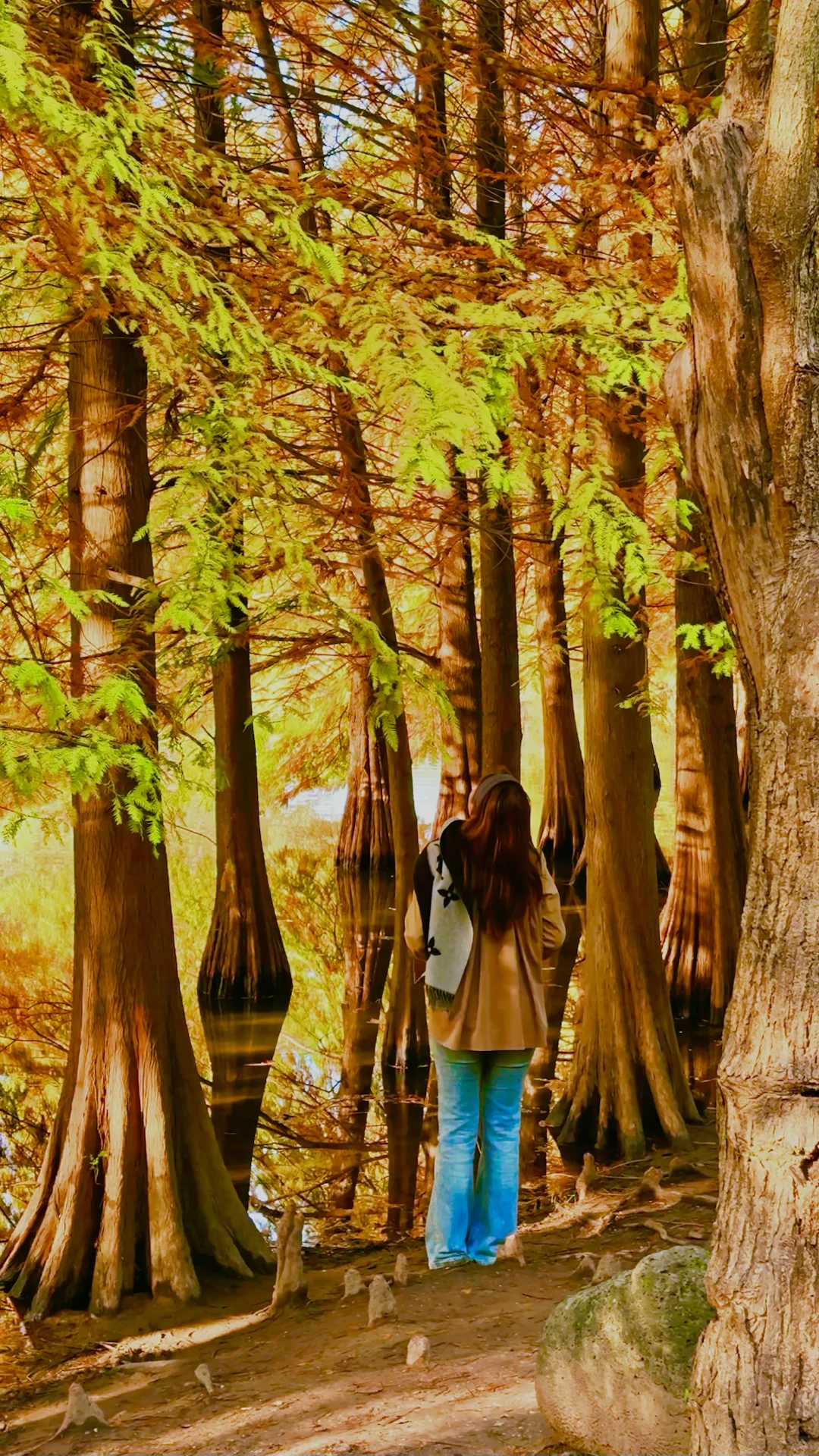 2025.11.13 | 南京落羽杉林杀疯了！！！！！！！！