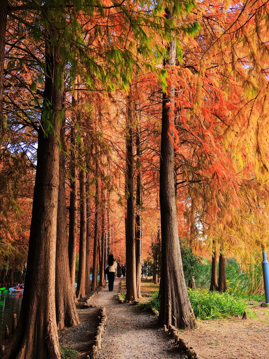 虎丘湿地公园|封神的水杉与红枫🍁,附全攻略