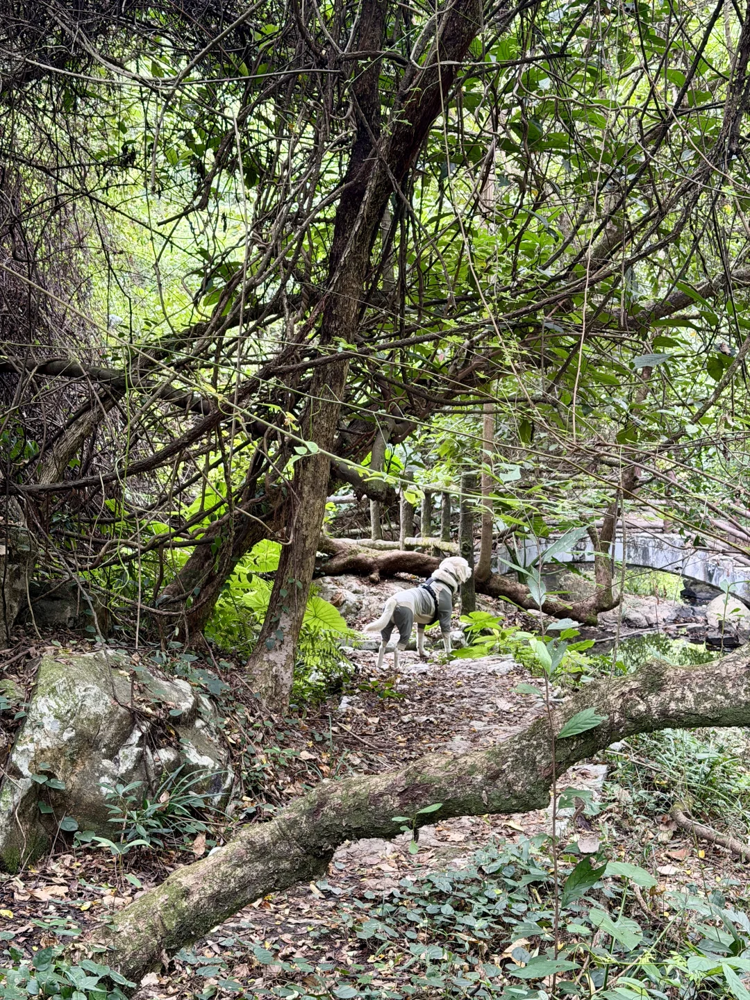 你问我厦门同安遛狗有多爽？ 如图所示！！