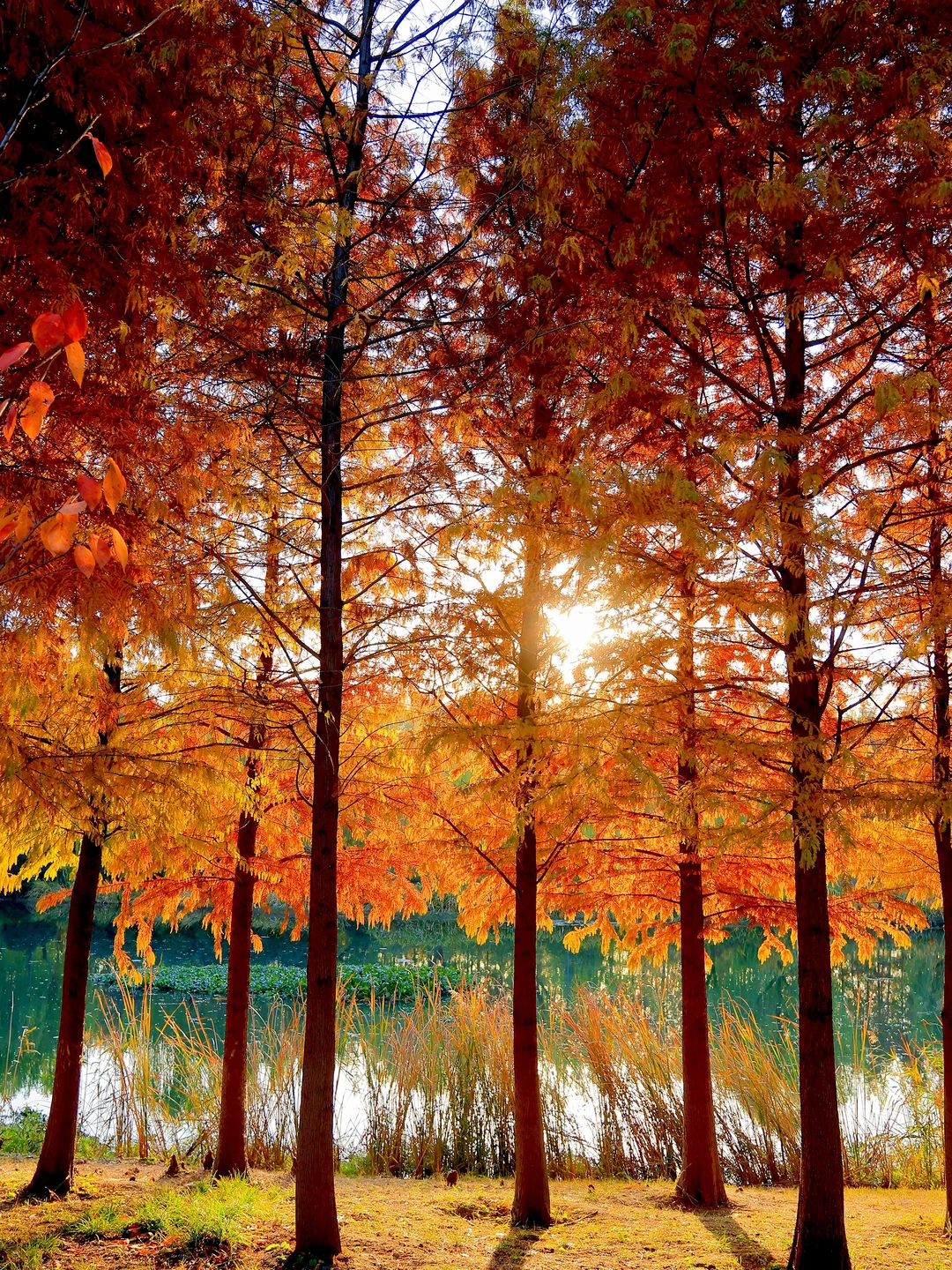 虎丘湿地公园|封神的水杉与红枫🍁,附全攻略