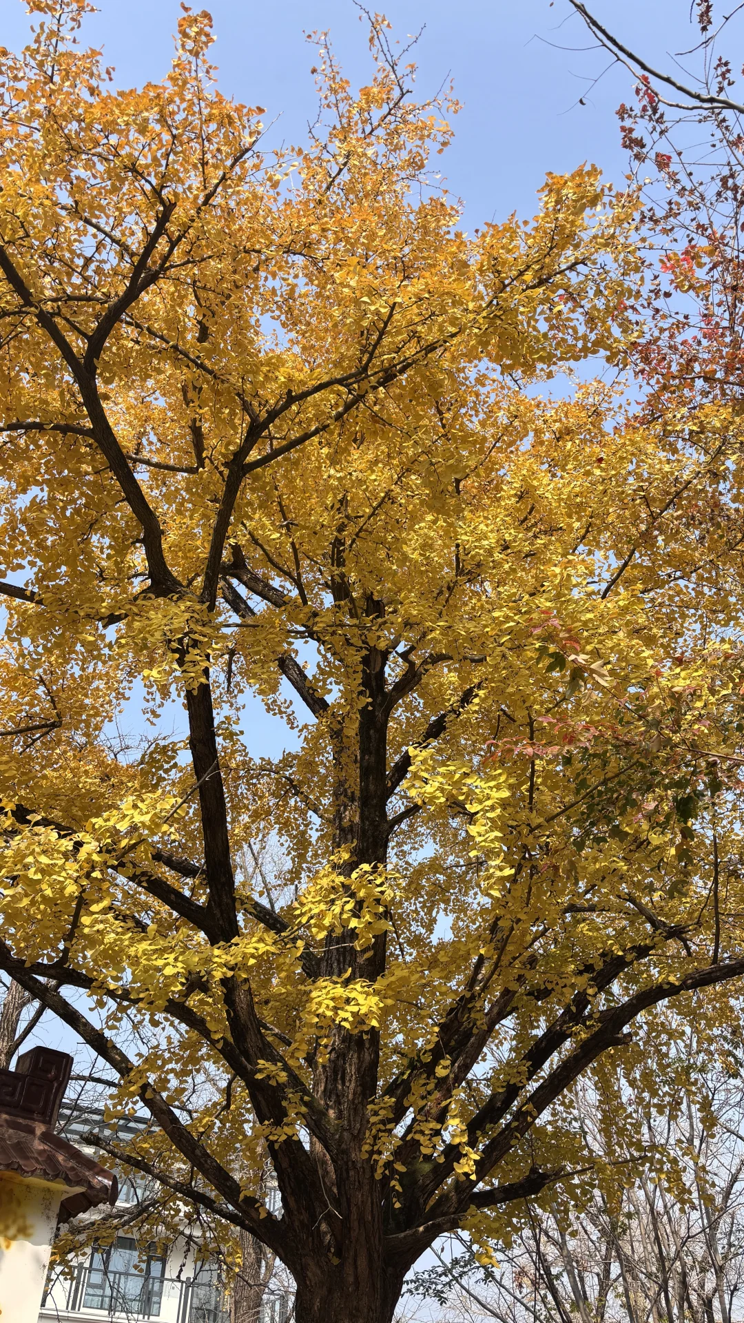 长兴八都岕十里银杏长廊去之前觉得一般