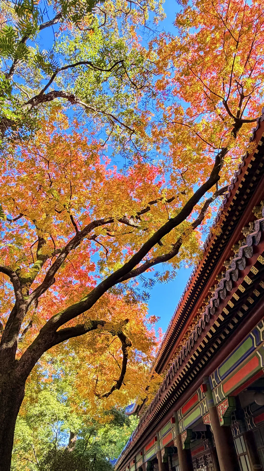 南京灵谷寺，苦等一年，终于看到了彩虹树！！！！