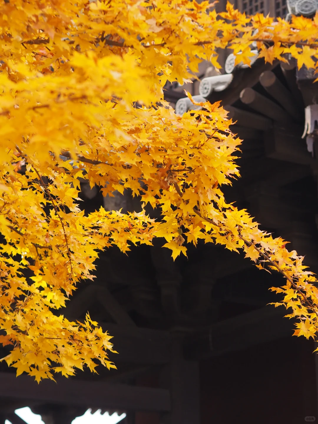 山西大同三日游🍂邂逅秋色与古建