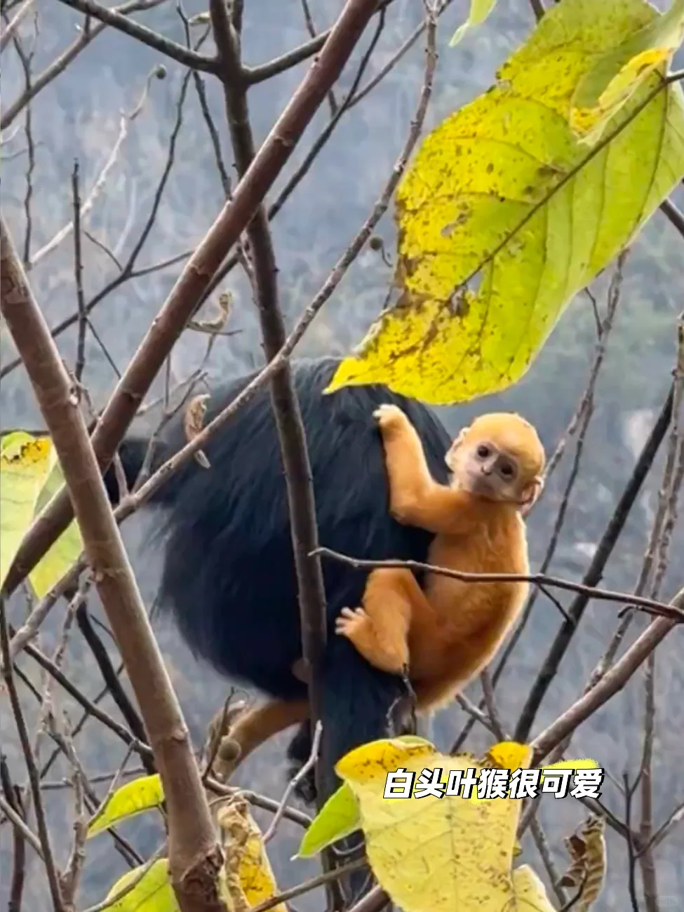 崇左亲子游6天5晚不走回头路（附详细攻略）