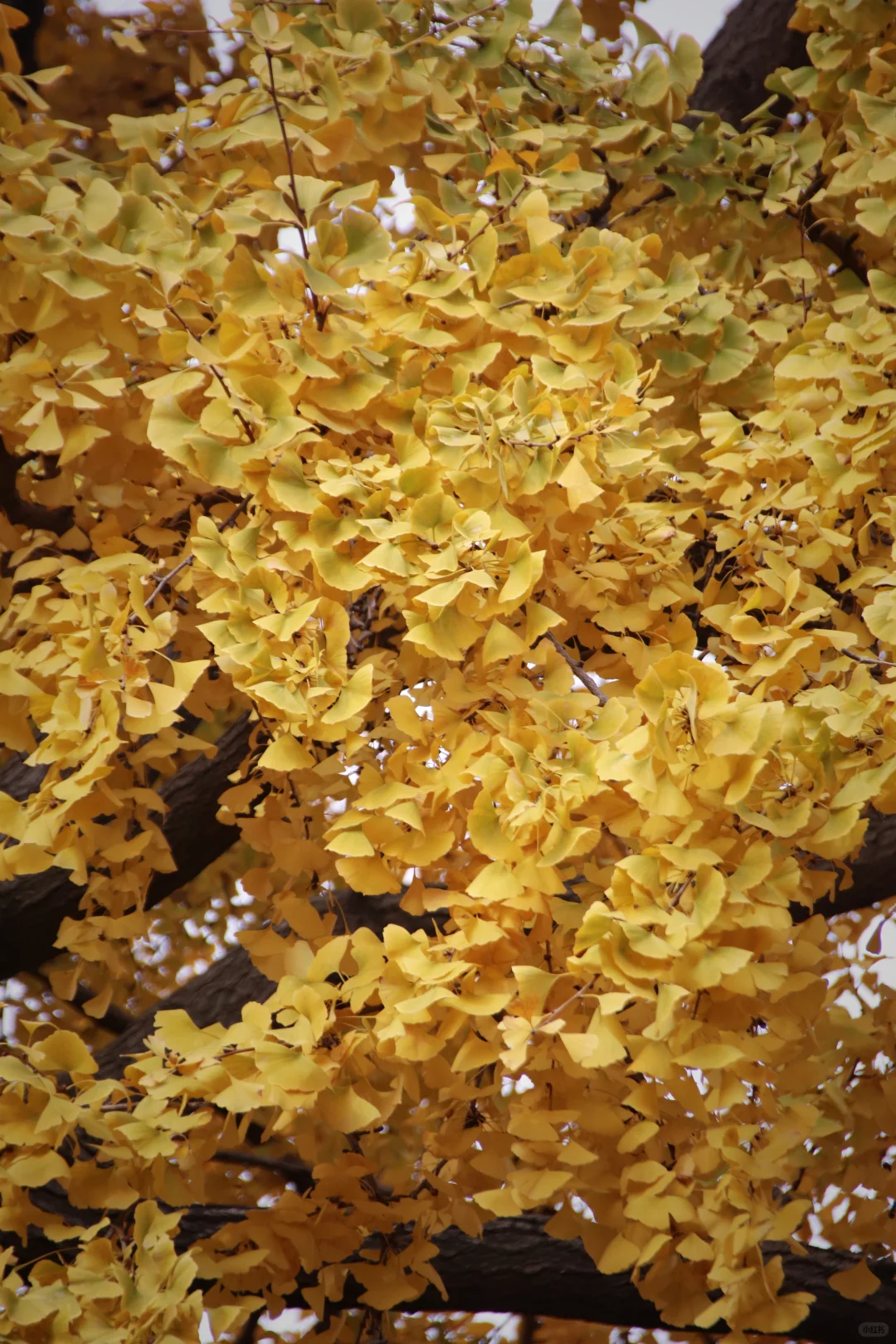 这个季节的惠山古镇，谁来了都要驻足欣赏