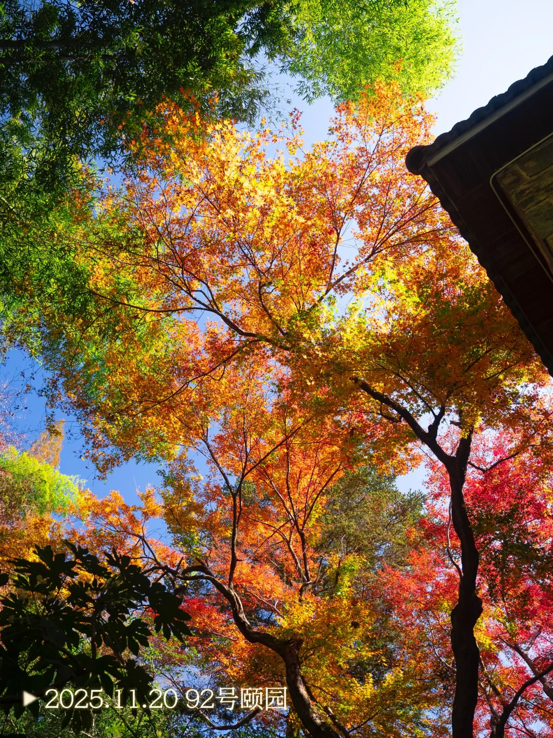 2025.11.20|莫干山的秋天红枫🍁杀疯了‼️