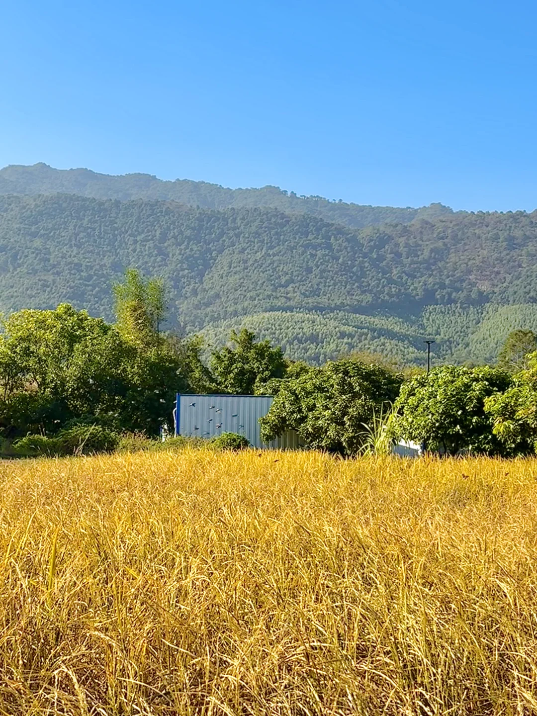 自由的风🏞️🌳🍃