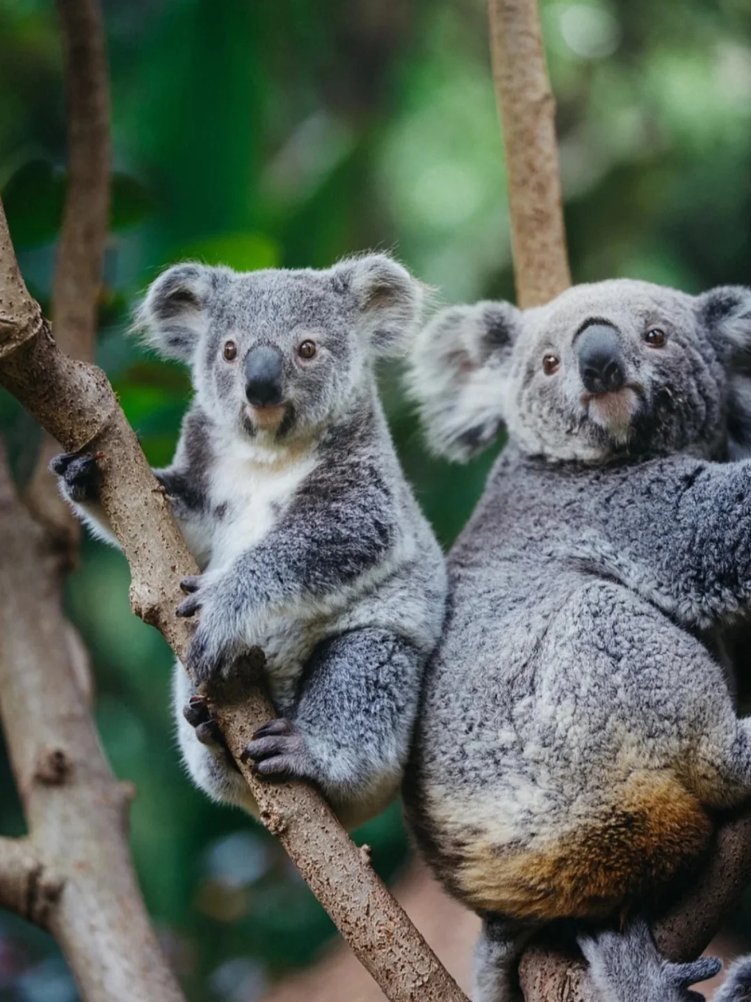 别再当冤大头单买门票！双人998起玩转长隆