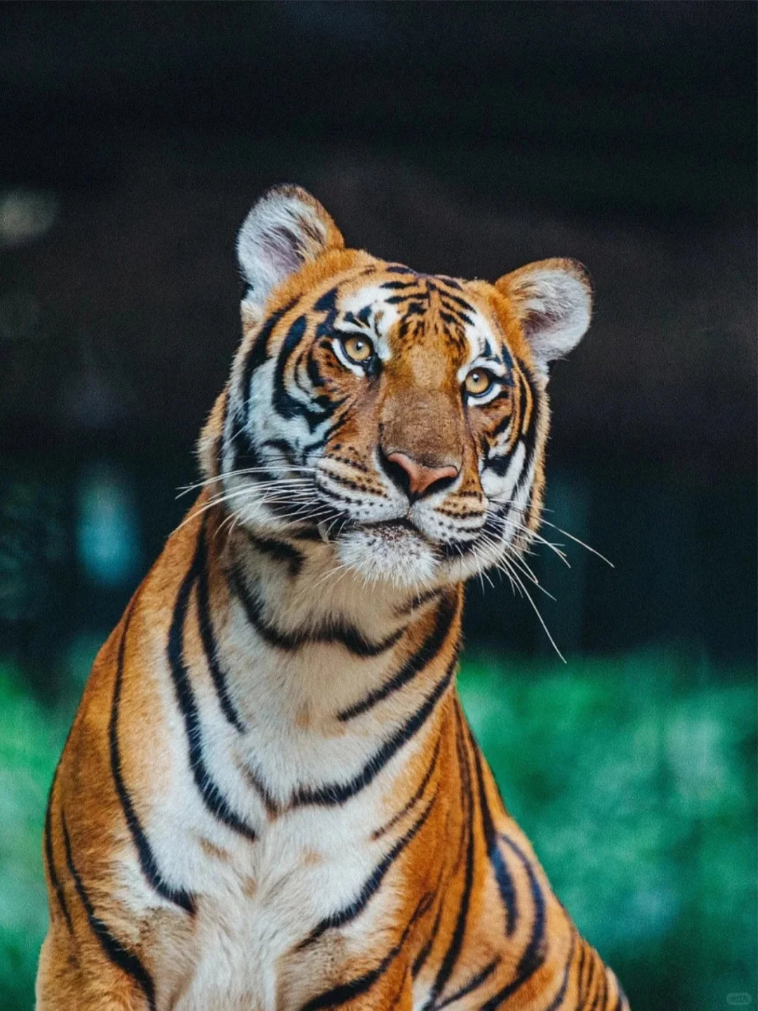 别再当冤大头单买门票！双人998起玩转长隆