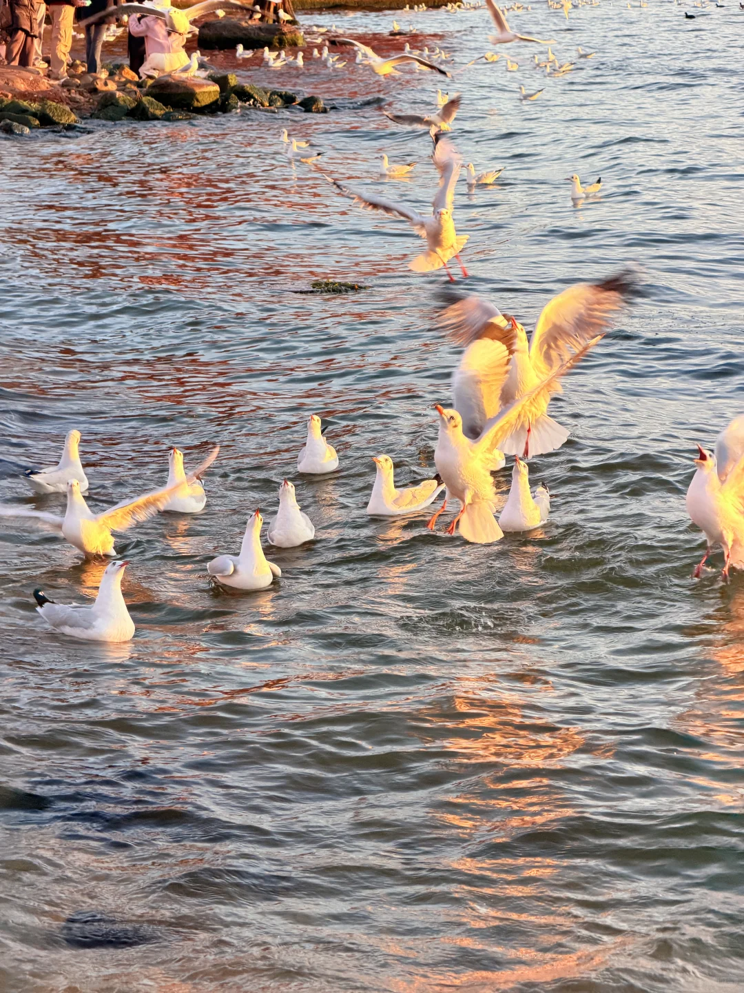 live实况🕊️今天的大理！！！杀疯了！！！！！！！！