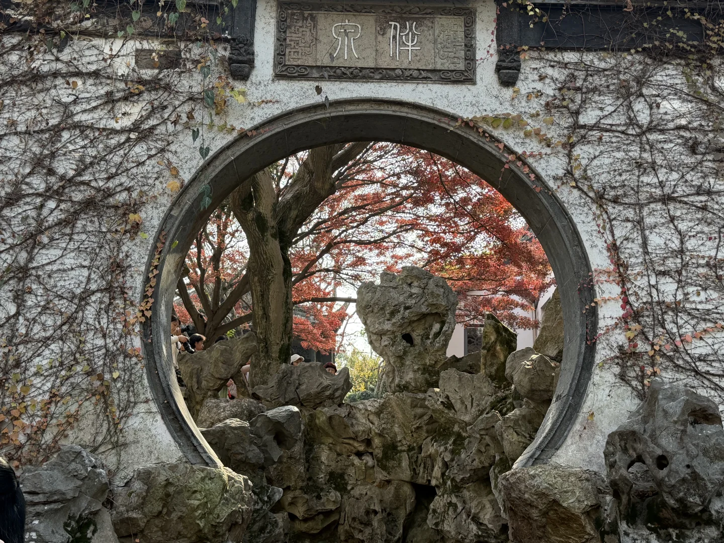 惠山古镇 寄畅园 银杏