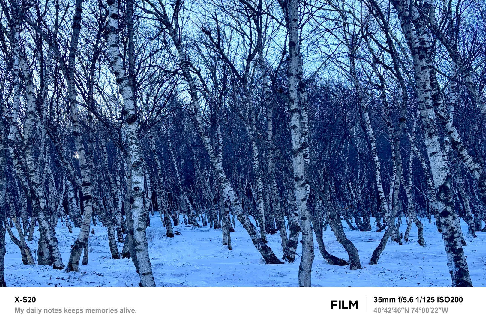 北京最近的林海雪原！桦皮岭可冲！