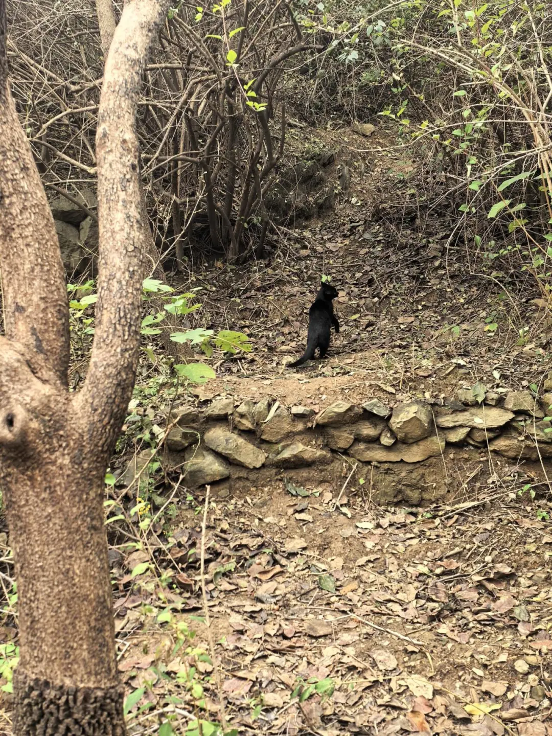 石家庄双龙山森林公园