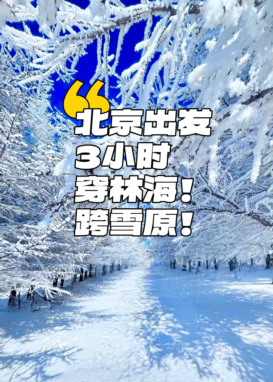 北京最近的林海雪原！桦皮岭可冲！
