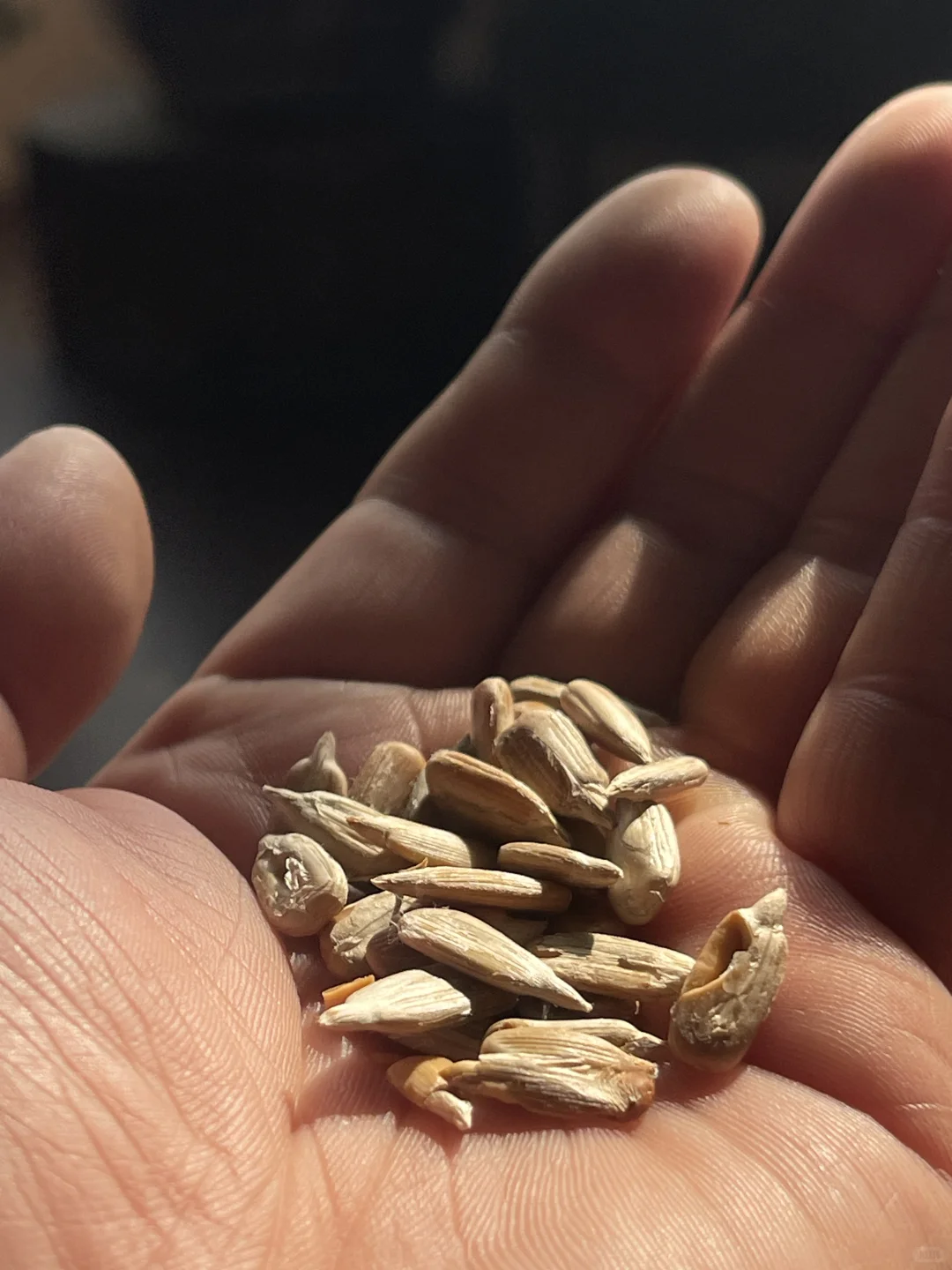 古镇偶遇金像奖得主 ｜ 你小子不适合做地板