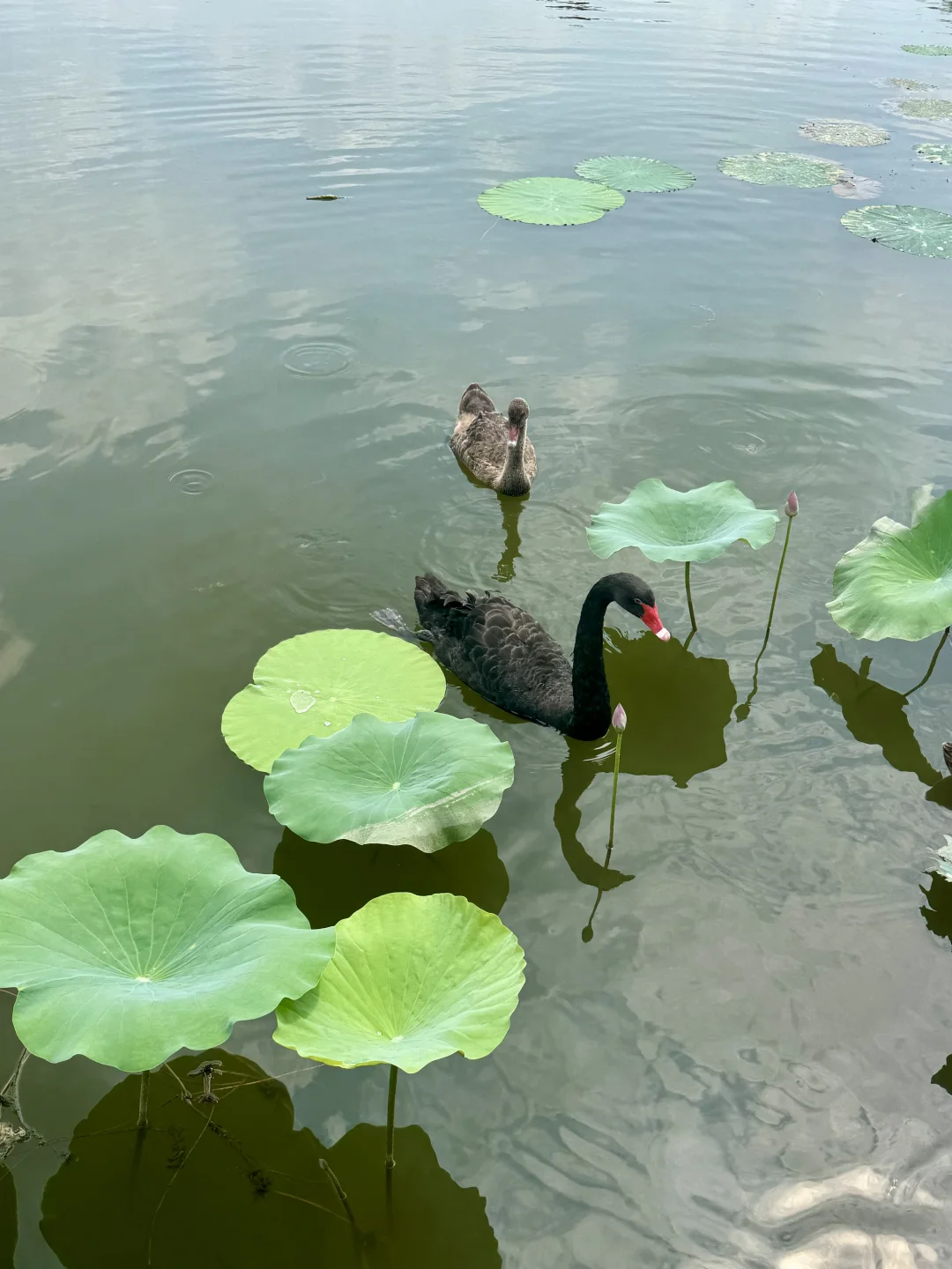 北国水乡🪷荷香苇荡织就的生态画卷