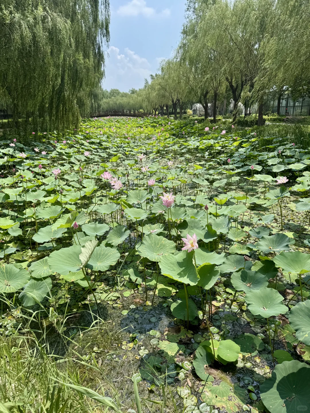 北国水乡🪷荷香苇荡织就的生态画卷