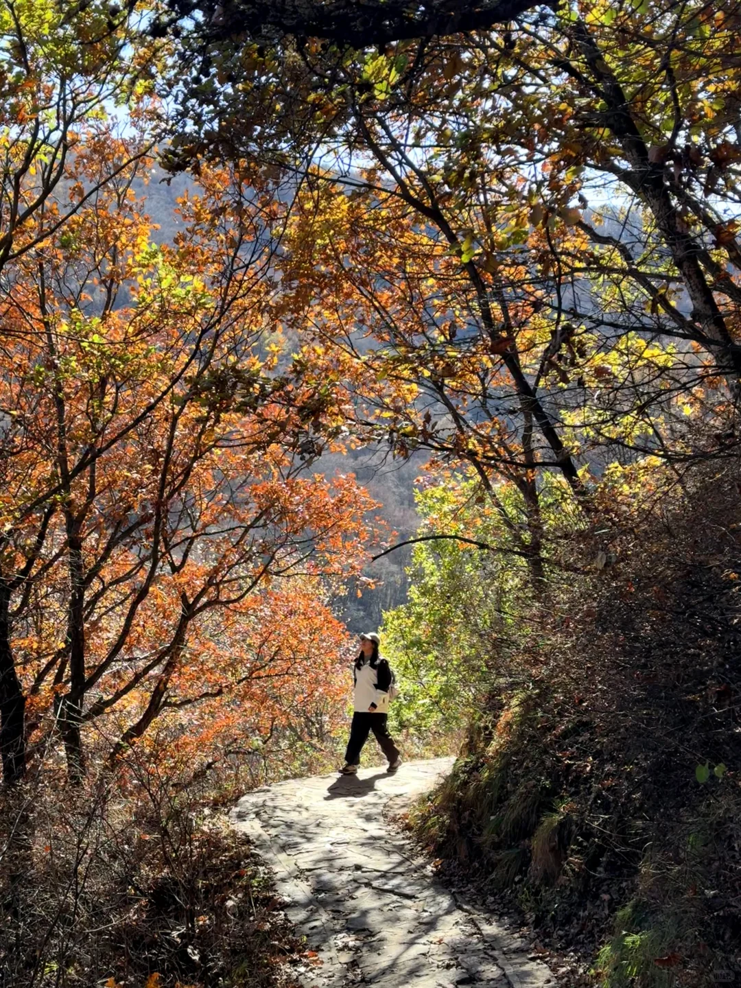 新手第一次爬五岳寨超全攻略|一定要保存好！