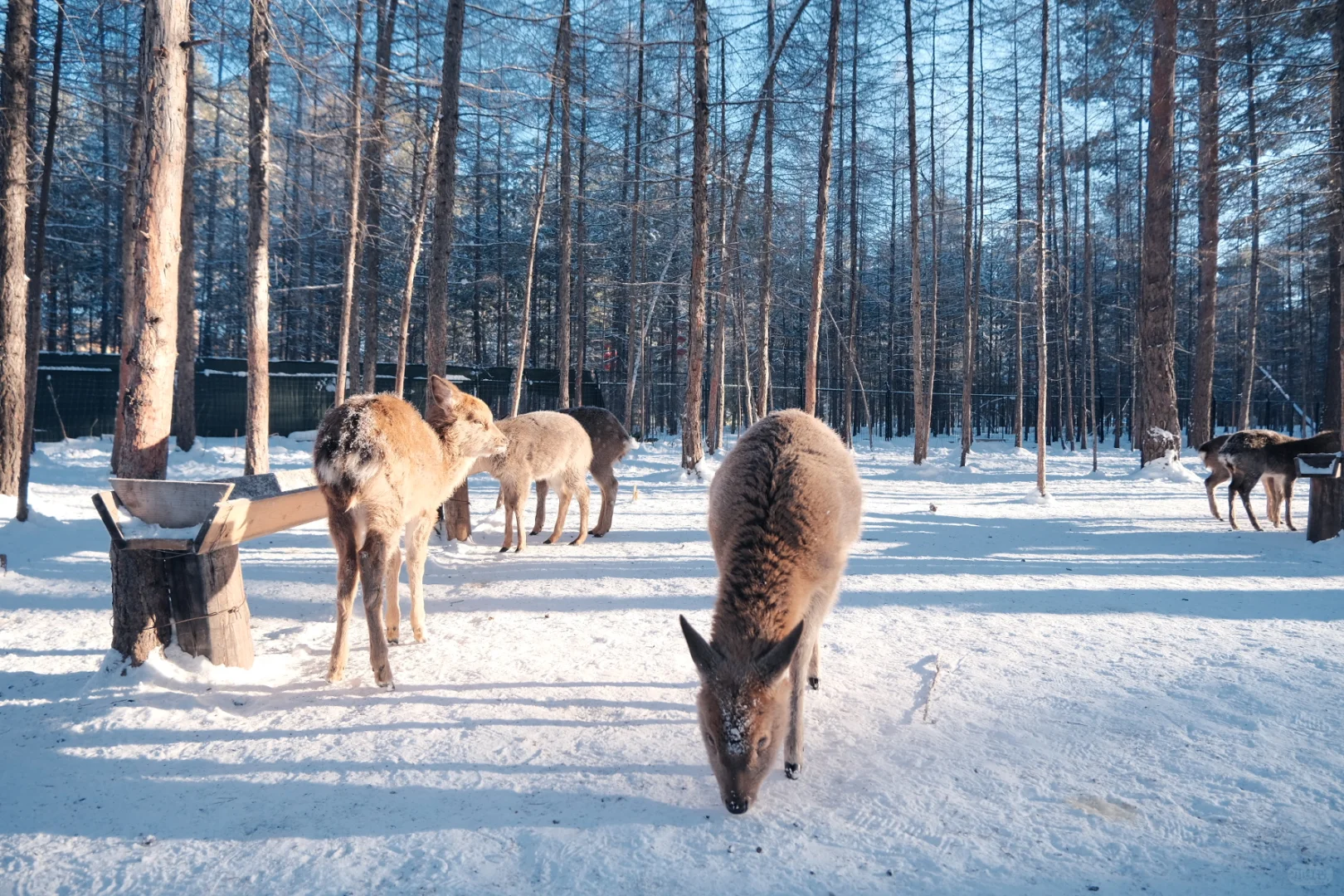 分享漠河攻略一篇