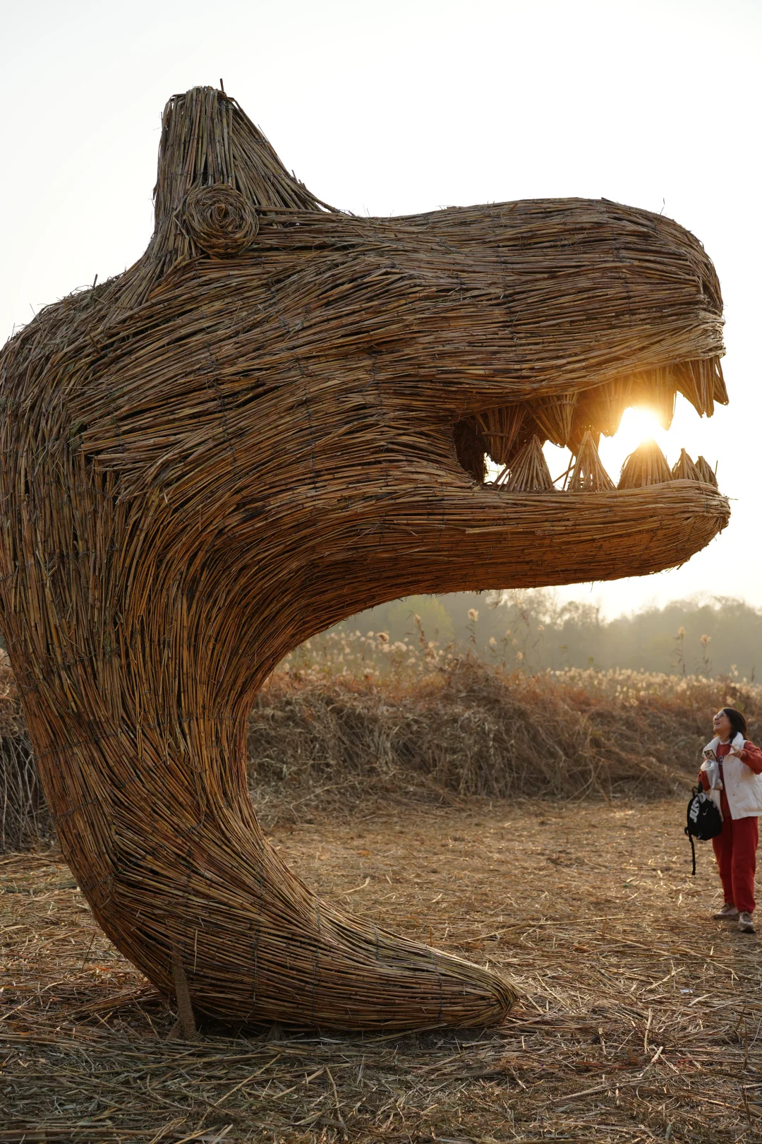 有一种美，叫岳阳的芦苇