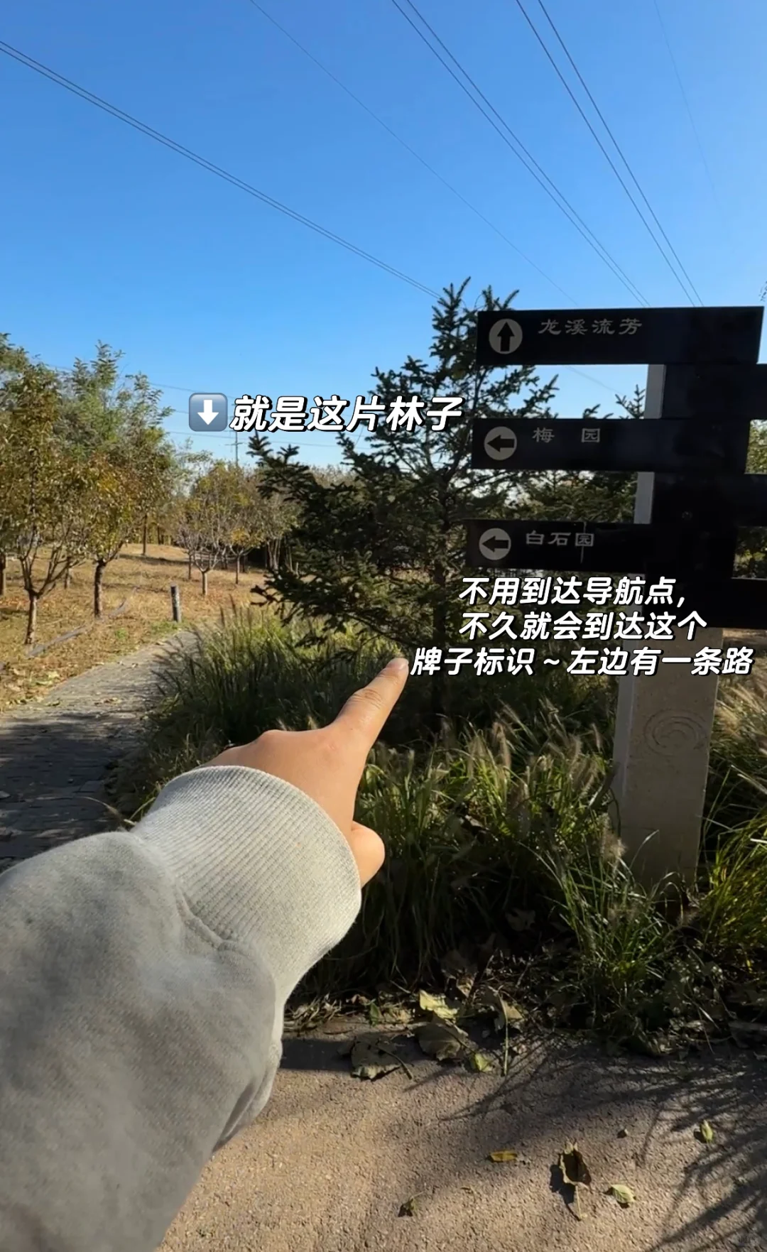 石家庄龙泉湖捡木瓜｜赏秋｜看我一篇就够啦