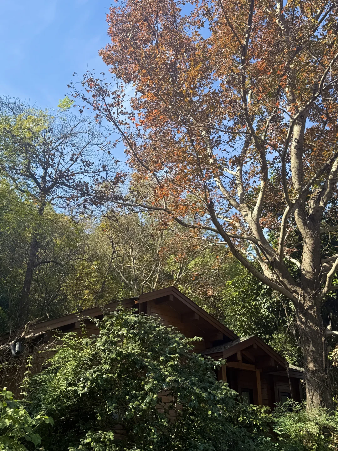 住进景区里的森系疗愈空间，二胎家庭