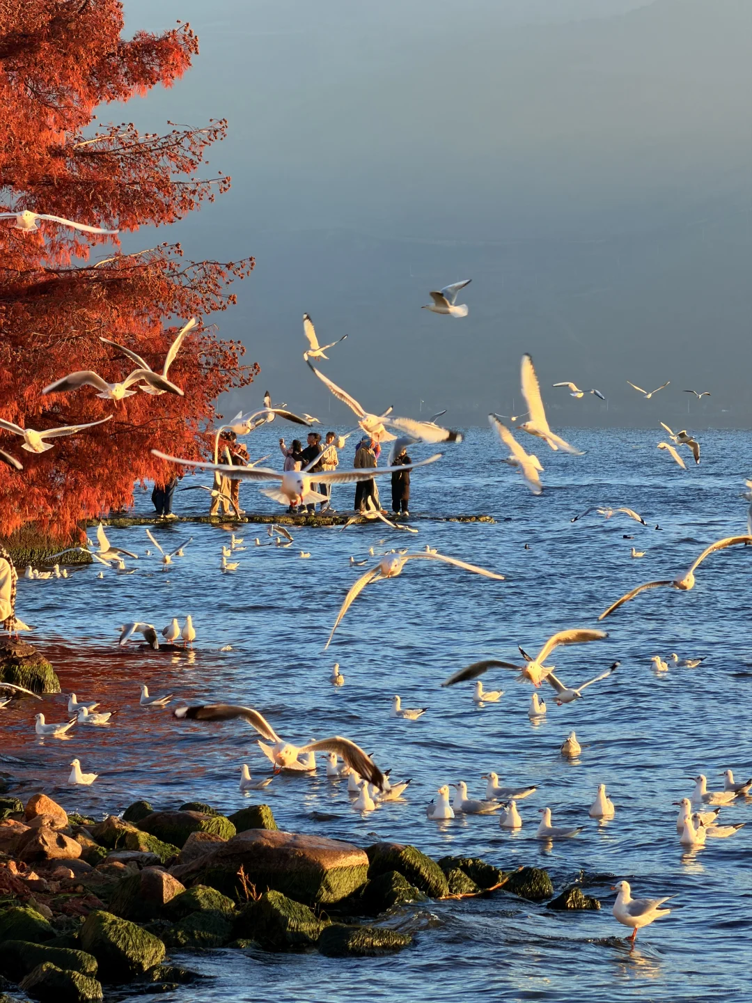 live实况🕊️今天的大理！！！杀疯了！！！！！！！！