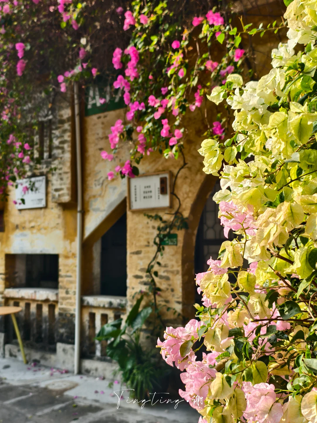 🌺花都开好了。