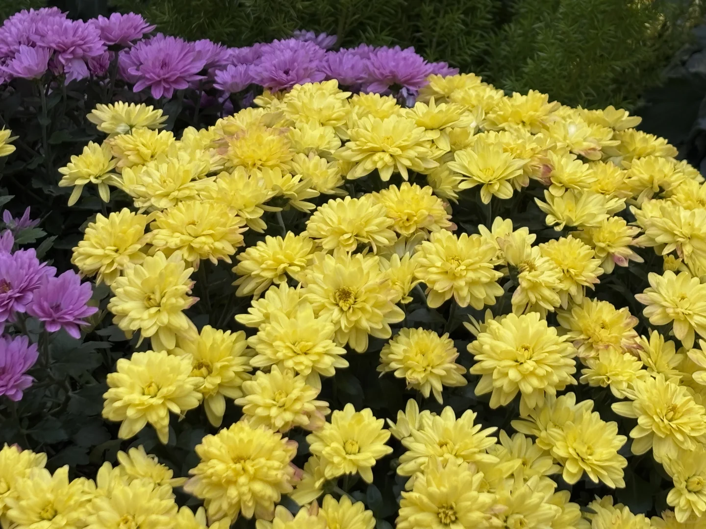 来惠山古镇寻秋