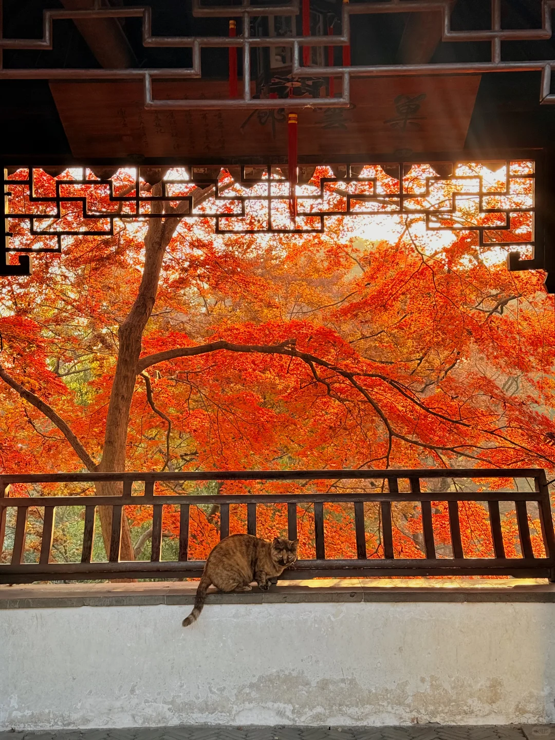 12.6实拍live🍁苏州虎丘红枫杀疯了！！！！！！！！