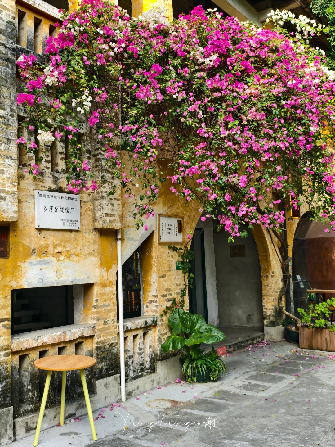 🌺花都开好了。