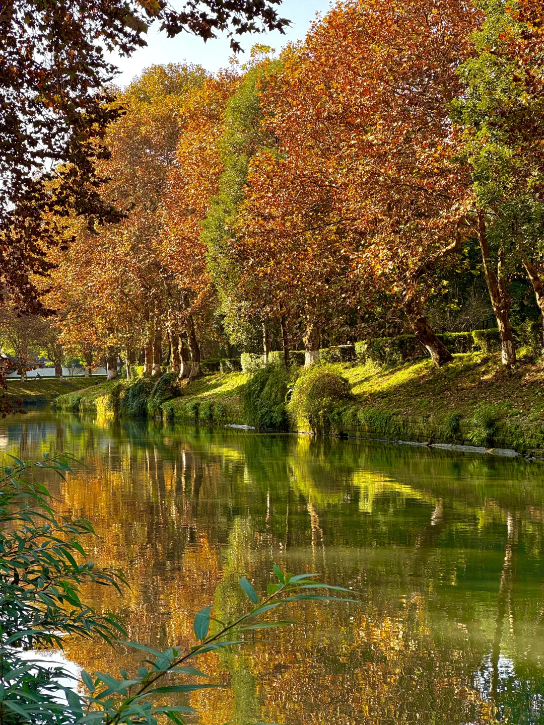 原来成都封神的秋景都是免费的。。。。附地址