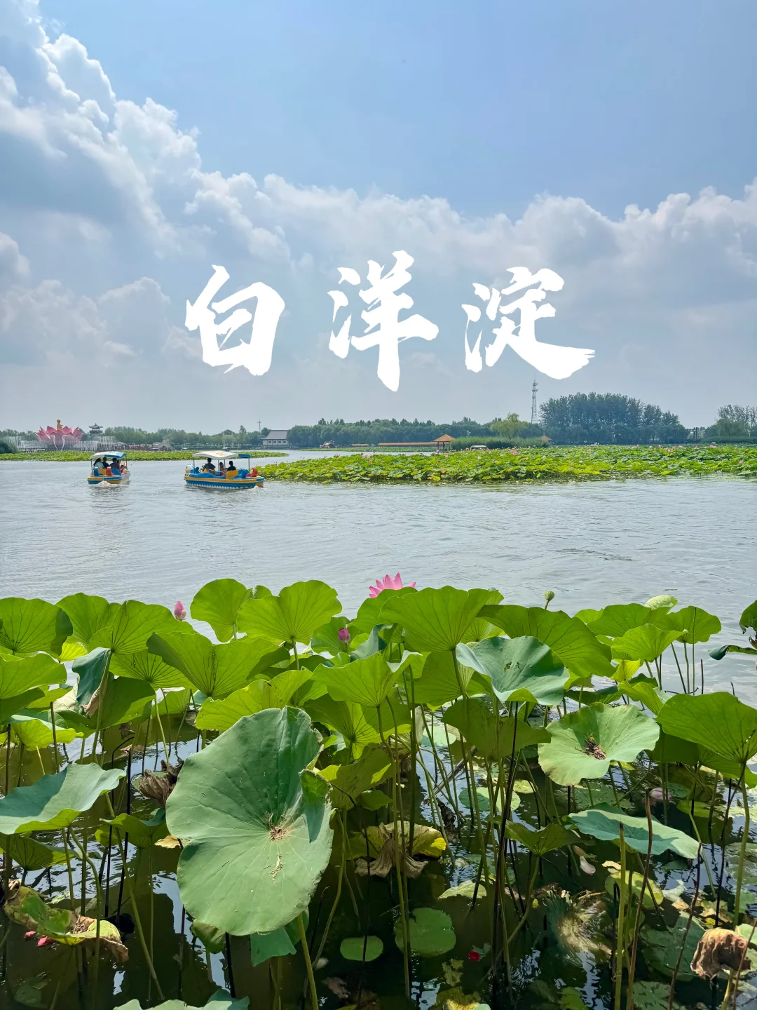 北国水乡🪷荷香苇荡织就的生态画卷