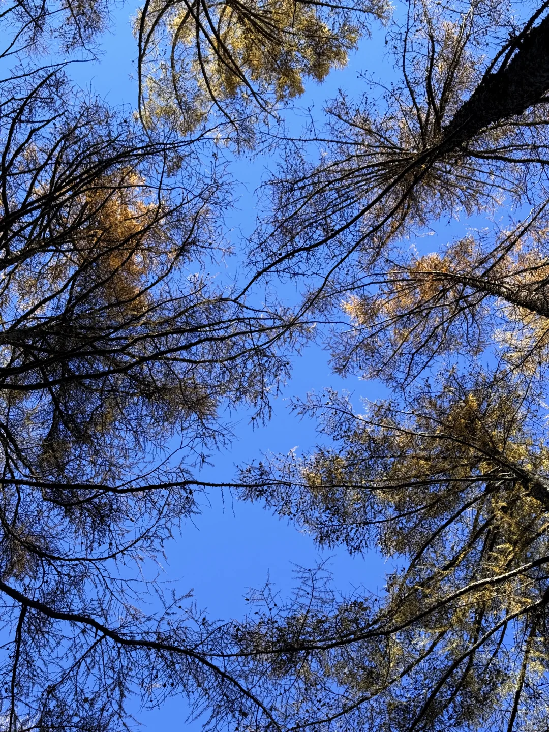 新手第一次爬五岳寨超全攻略|一定要保存好！