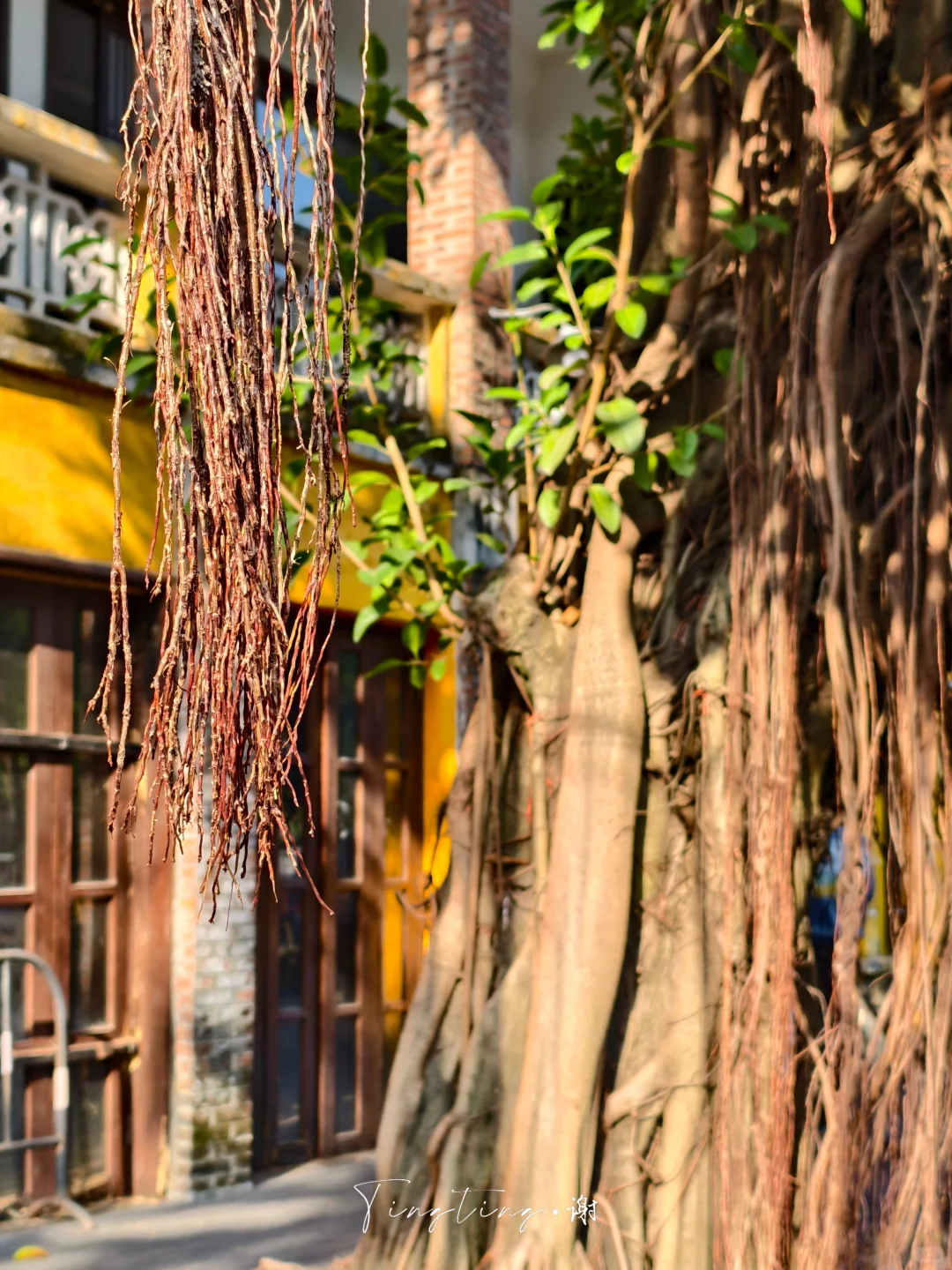 🌺花都开好了。