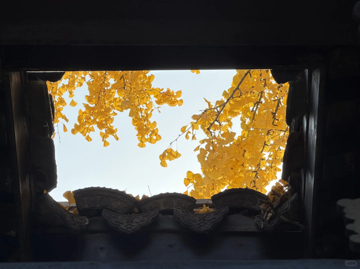 惠山古镇 寄畅园 银杏