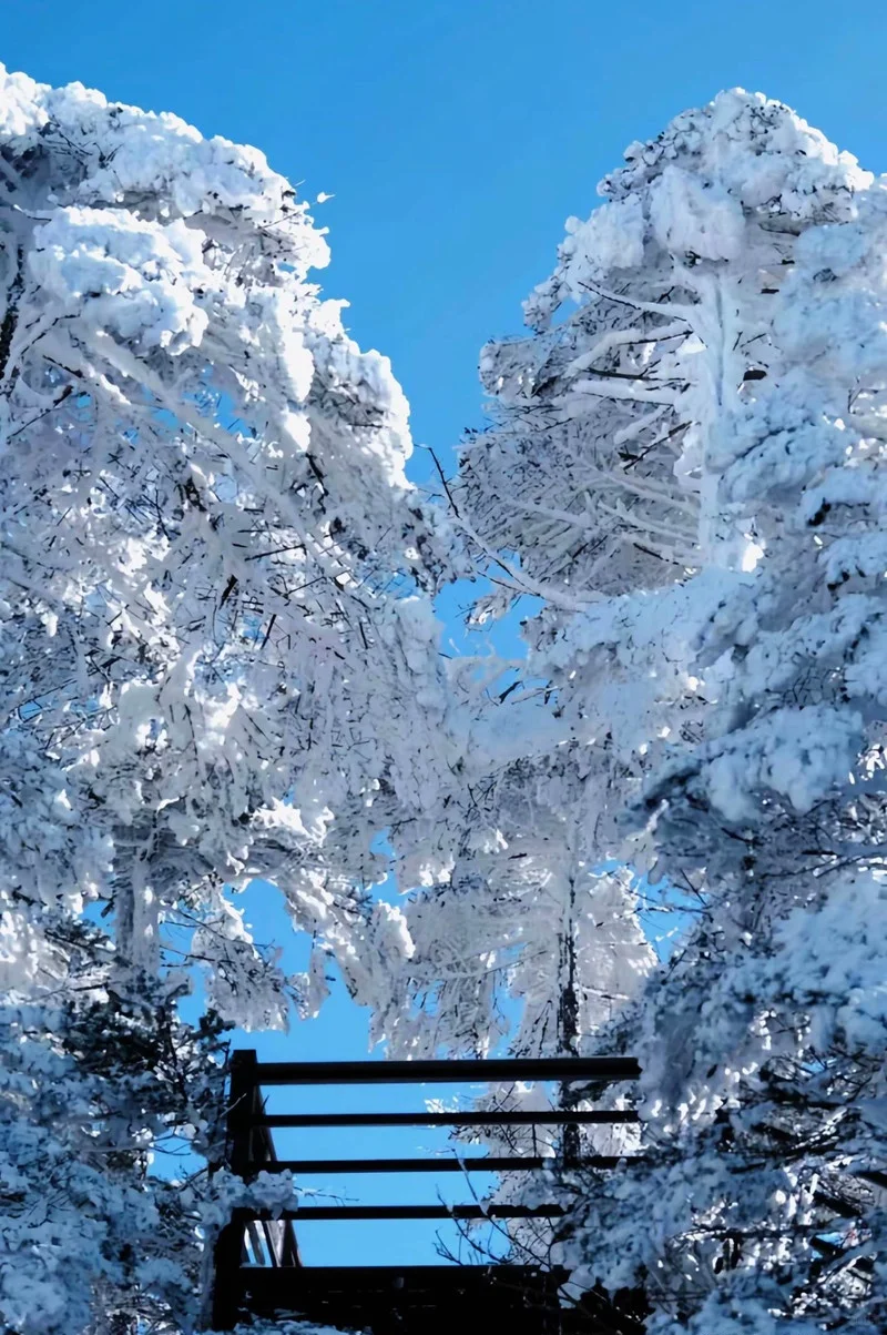 邂逅冰雪仙境❄️轿子雪山最新实况🏔️