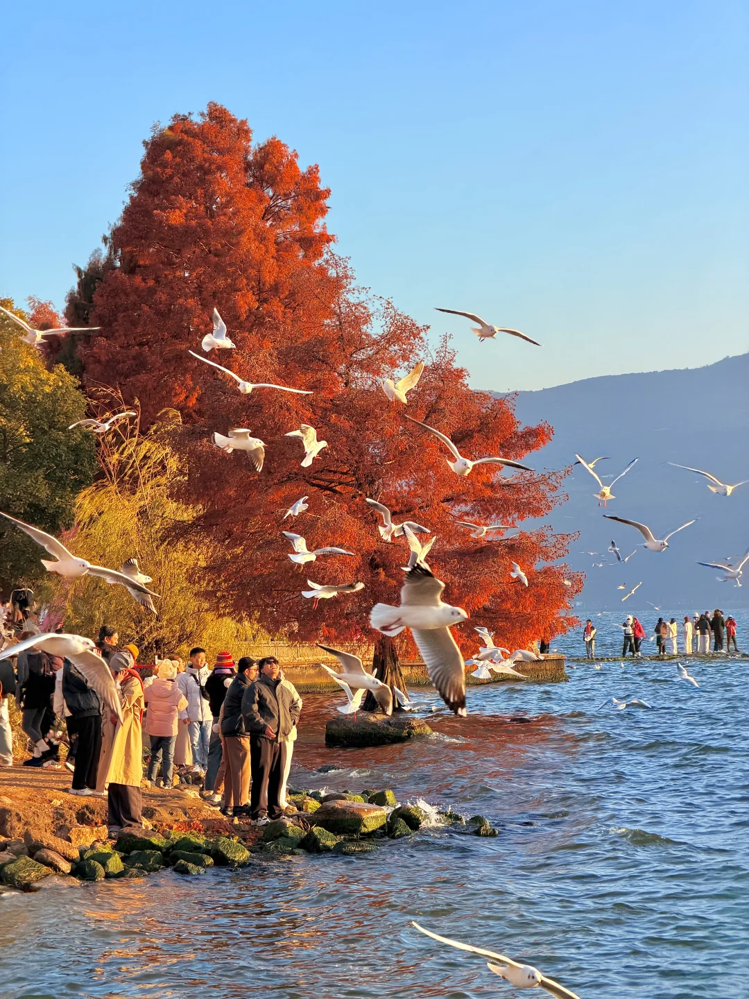 12.2实况🌅今天的大理！！！杀疯了！！！！！！！！！！！