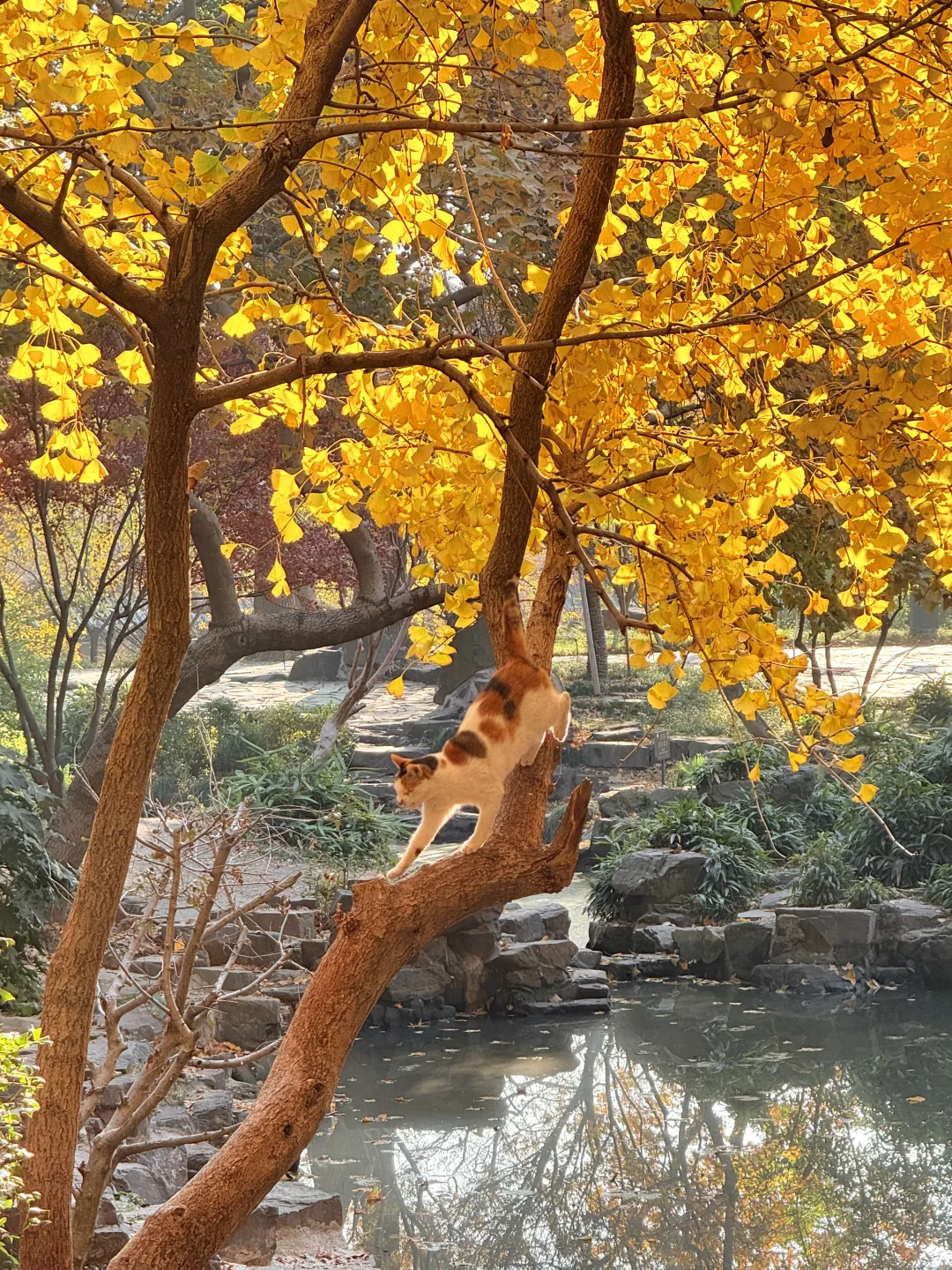 12.6实拍live🍁苏州虎丘红枫杀疯了！！！！！！！！