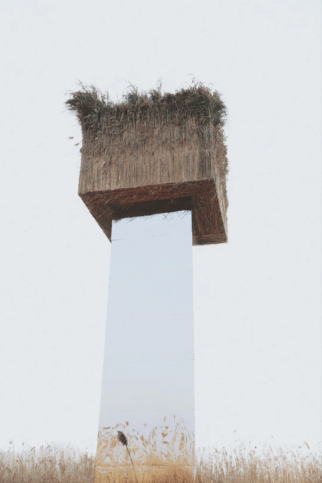 有一种美，叫岳阳的芦苇