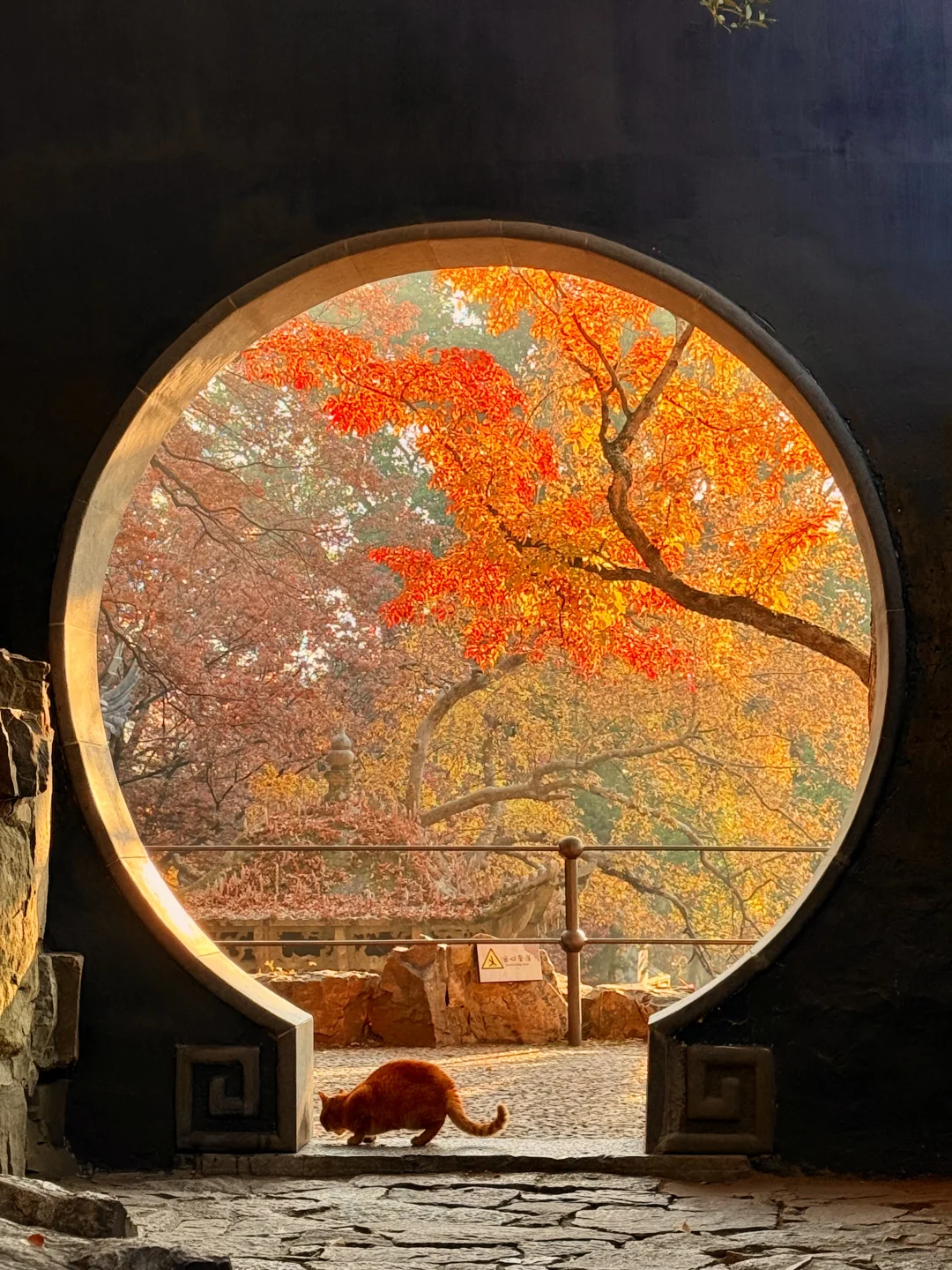 12.6实拍live🍁苏州虎丘红枫杀疯了！！！！！！！！